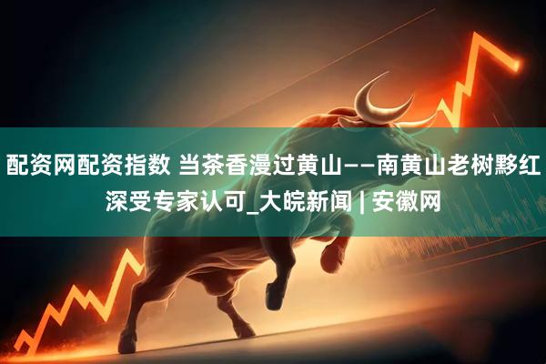 配资网配资指数 当茶香漫过黄山——南黄山老树黟红深受专家认可_大皖新闻 | 安徽网