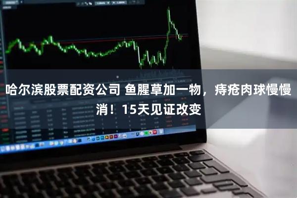 哈尔滨股票配资公司 鱼腥草加一物，痔疮肉球慢慢消！15天见证改变